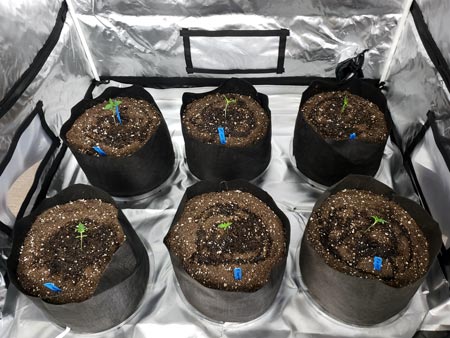 Water cannabis seedlings with a few cups of water in a circle around the base of the plant. Seedlings don't drink much so you don't want to completely saturate the soil just yet.
