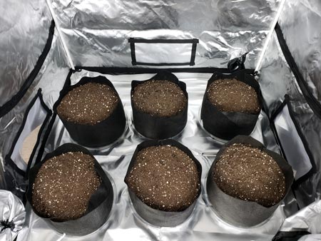 How to germinate weed seeds fast