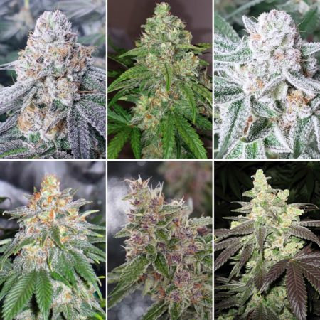 Buds of 6 different cannabis strains that are ready to harvest. This picture shows examples of ready-to-harvest cannabis buds. Buds should appear solid and the hairs should be curled in.