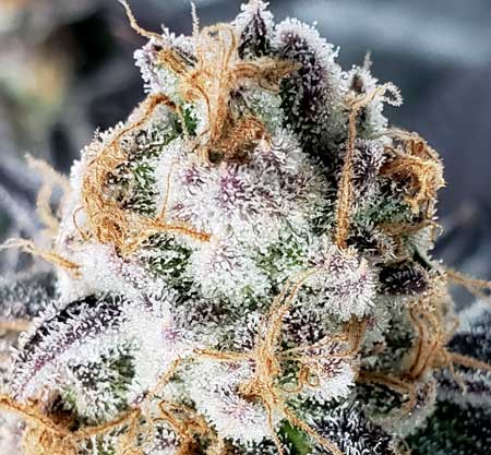 What you need to know about growing weed