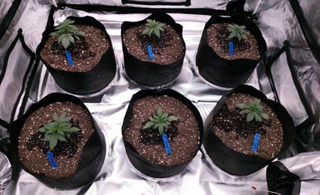 Here are cannabis seedlings on day 8, just after being watered.