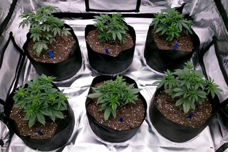 No-Till Soil Cannabis Grow Guide by WeedyPests | Grow Weed Easy