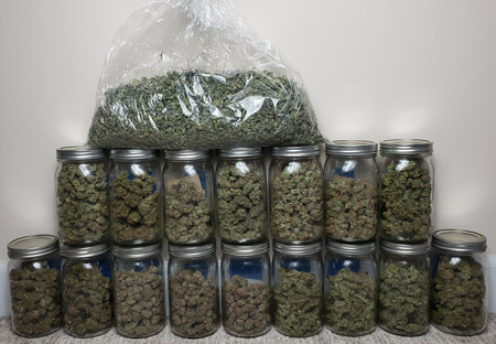 Cannabis harvest in jars with extra trim / leaves in a bag