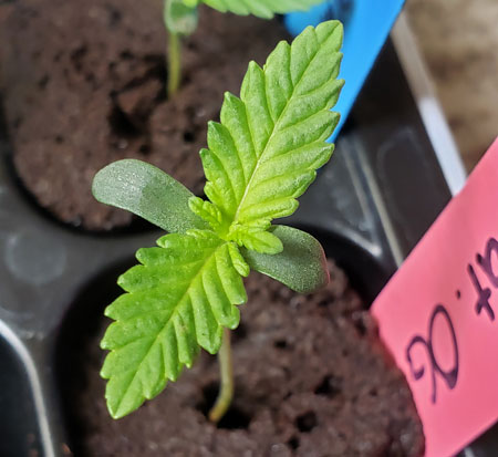 One extremely happy cannabis seedling!