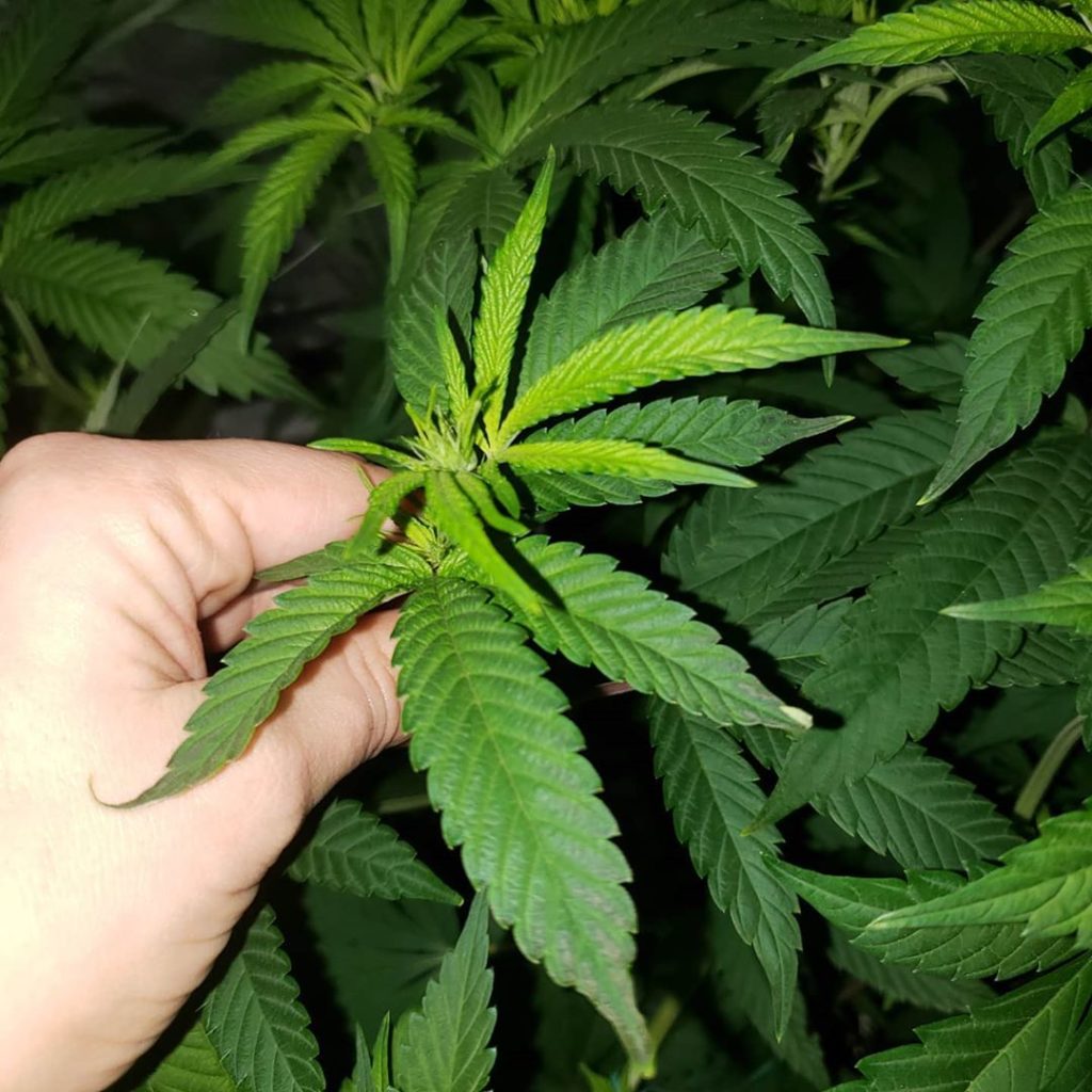 What causes cannabis leaves to curl up? Grow Weed Easy