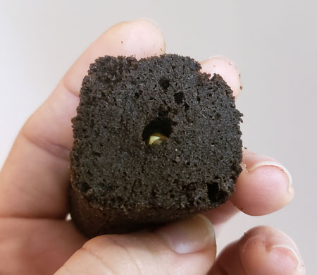 Gently close the Rapid Rooter around your germinated marijuana seed