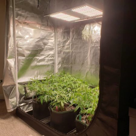 1 tsp per gallon of Dyna-Gro "Grow" in the vegetative stage.