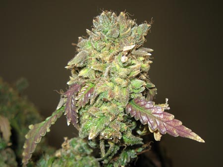 Bud that has been discolored from excess heat