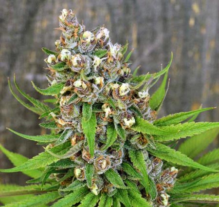 This cannabis plant has new white pistils growing evenly on all the buds. It's ready to harvest, but on the early side.