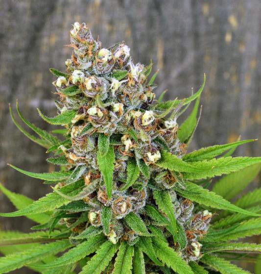 Cannabis Trichomes And How They Tell You When To Harvest - Herbies