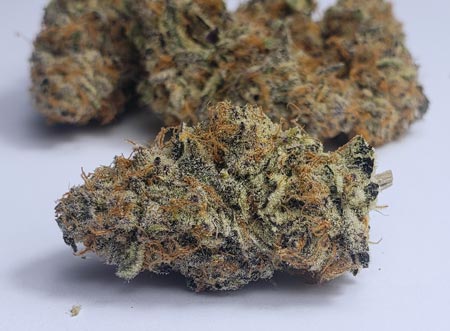 Coco buds closeup