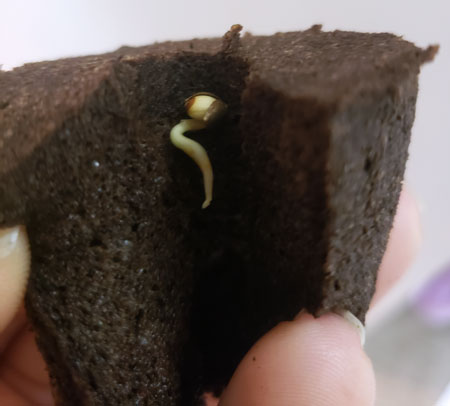 Comparing Green Farm CBD Gummies to Other Products