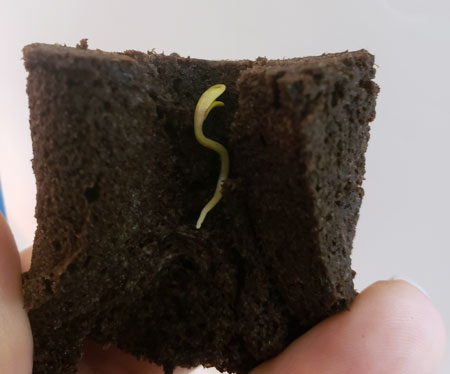 Put your seedling inside the opened Rapid Rooter