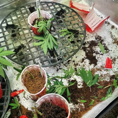 A new puppy got into this grower's tent and left a devastating mess.
