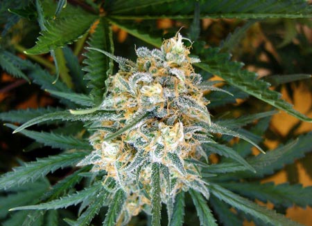 Example of a ready to harvest marijuana bud (note: this is on the early side of the harvest window)