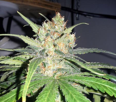This bud could be harvested now, but it hasn't quite reached its maximum size or potency.