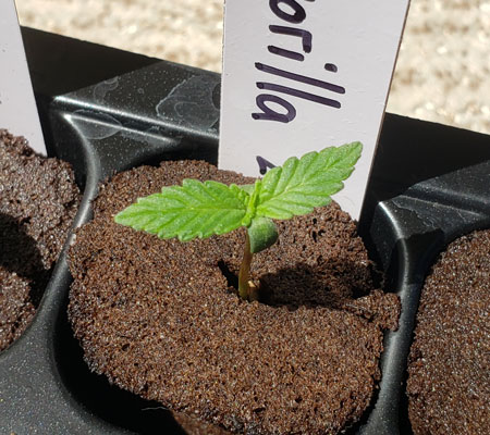 Grow an autoflowering strain and harvest buds in 2-3 months!