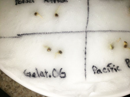 Cannabis seeds typically sprout in 1-3 days using the paper towel method