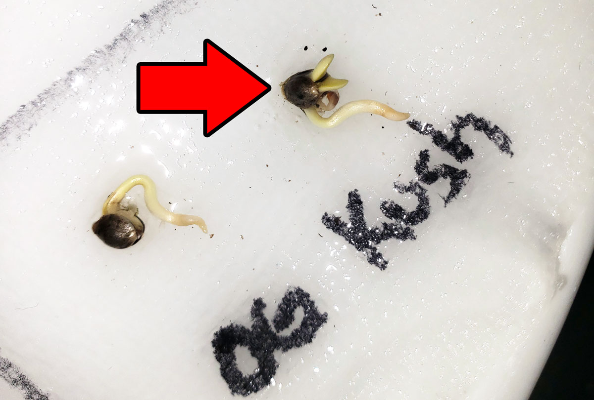 How to Germinate Weed Seeds (Paper Towel Method) | Grow Weed Easy