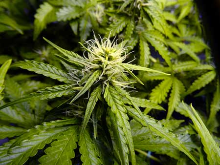 The white pistils / hairs mean this plant is not ready to harvest - Auto Mazar Cannabis Bud day 37