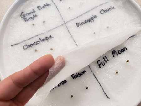 How to germinate marijuana seeds paper towel