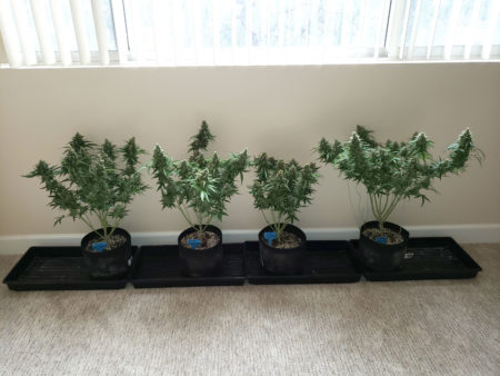 How long does it take to grow marijuana from seed