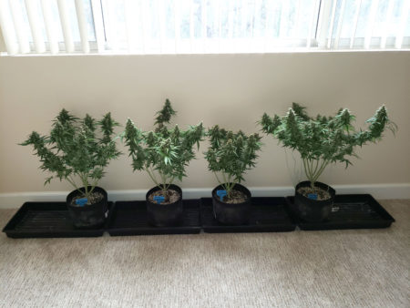 Autoflowering plants posing under a window