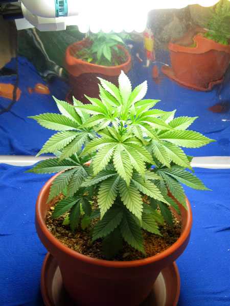 Grow weed small space