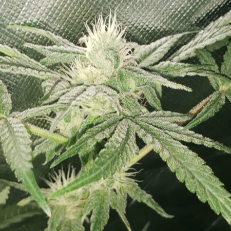 Lemon Lime marijuana strain - Day 30 of the flowering stage - grown under 315 LEC grow light (CMH)