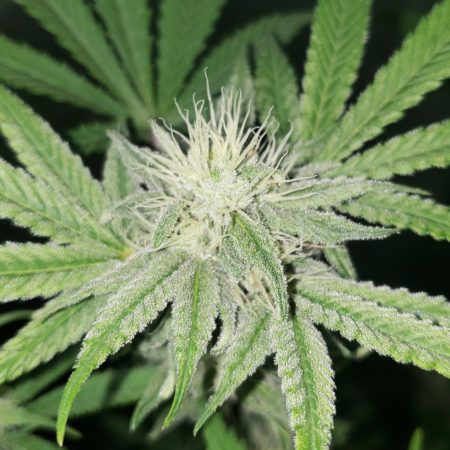 Lemon Lime cannabis buds on day 30 of the flowering stage (week 4)