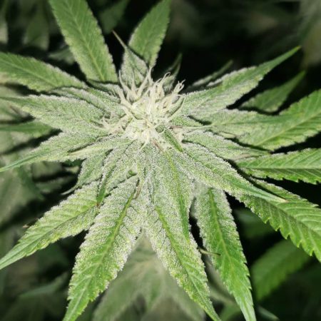 Mandarin Cookies cannabis buds on day 30 of the flowering stage (week 4)