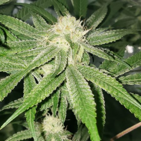 Ocean Fruit marijuana strain - Day 30 of the flowering stage - grown under 315 LEC grow light (CMH)
