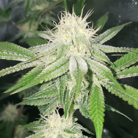 Ocean Fruit cannabis buds on day 30 of the flowering stage (week 4)