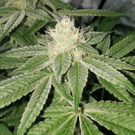 Pacific Punch marijuana strain - Day 30 of the flowering stage - grown under 315 LEC grow light (CMH)