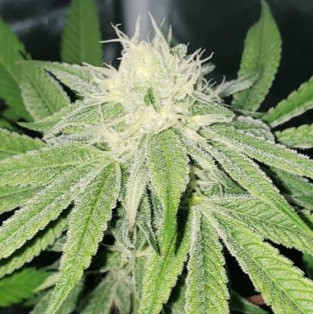 Pacific Punch marijuana buds on day 30 of the flowering stage (week 4)
