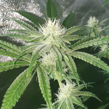 Zweet Inzanity bud - Day 30 since 12/12 (in week 4 of flowering)