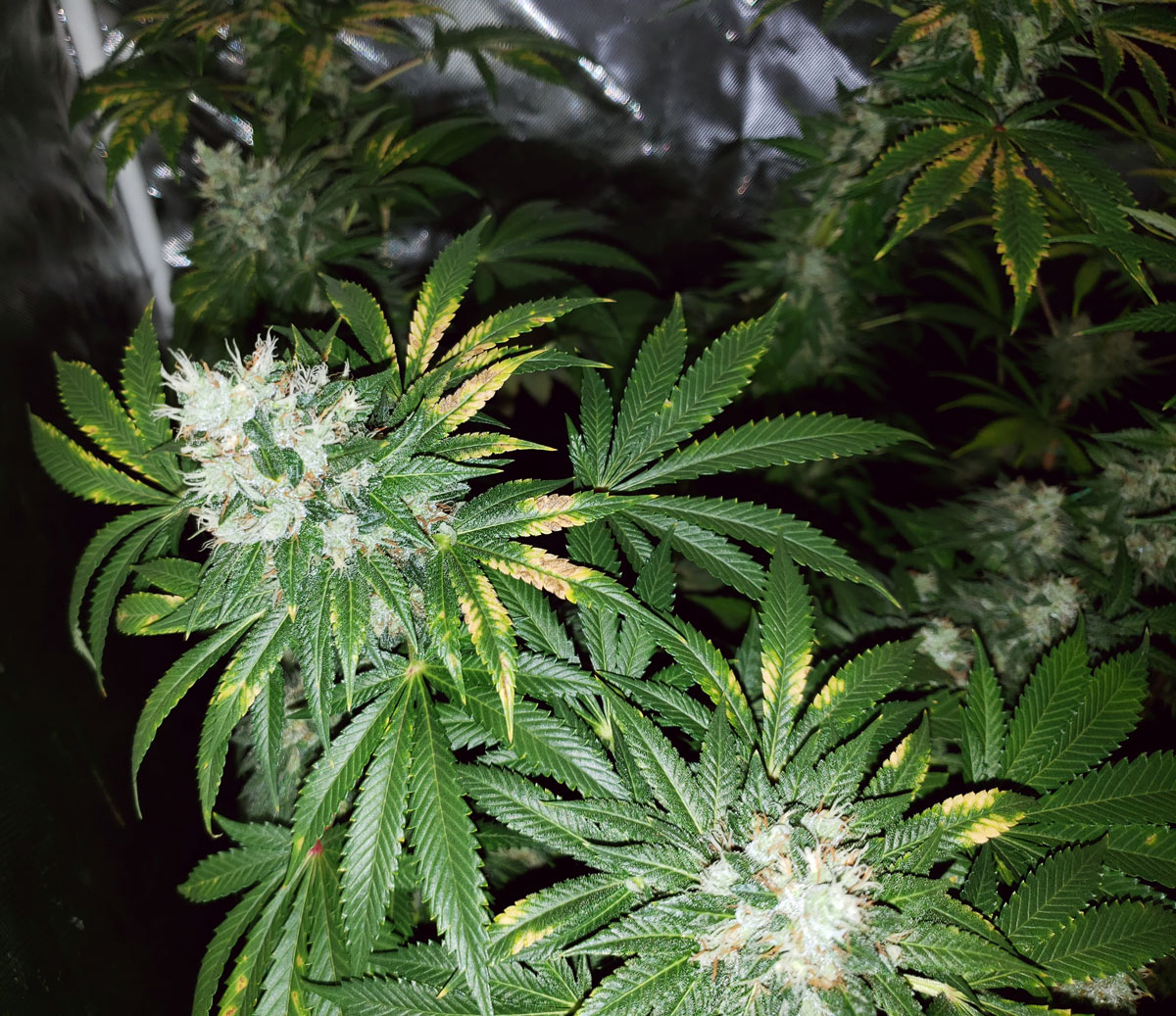 Growing pot? Here are some common mistakes to avoid