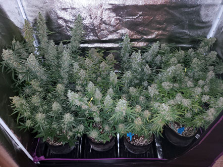 A sea of auto-flowering buds in this grow tent.