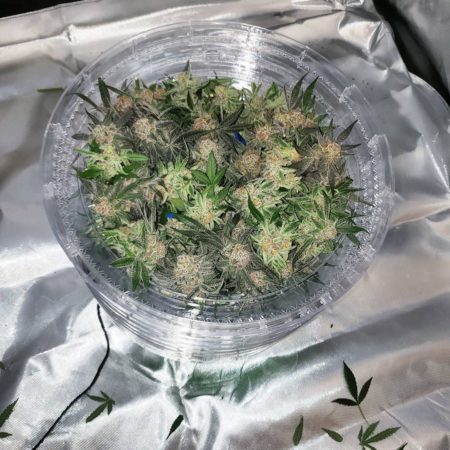 Herbsnow dryer review for drying cannabis review by GrowWeedEasy.com