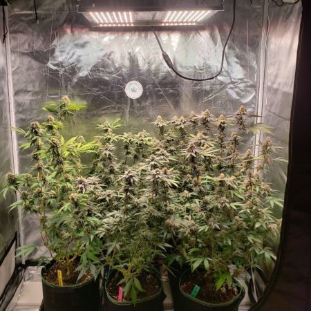 I grew these cannabis plants under the square version of the HLG 300 R-Spec LED grow light.