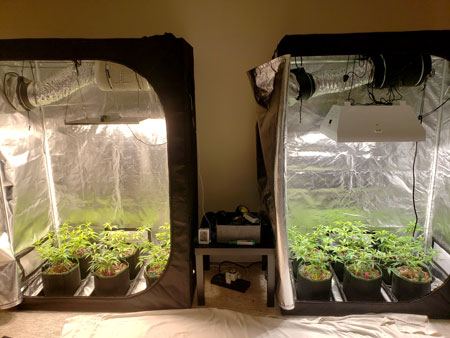 How to grow 10 pounds of weed indoors