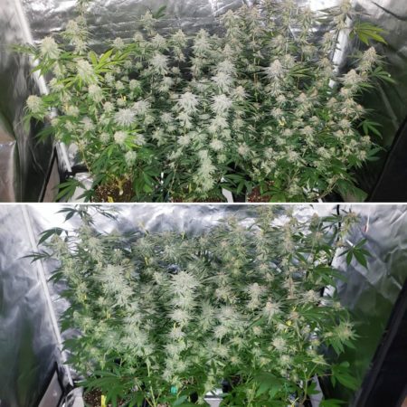 HLG 300 Quantum Board LED grow light on top, 315 CMH grow light on bottom - Cannabis grow journal