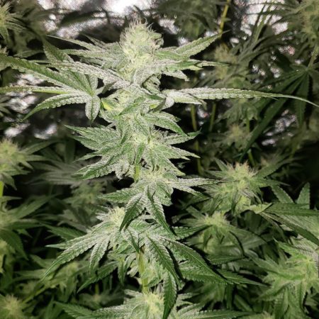 Mandarin Cookies is a trichome-covered sparkle monster of a cannabis strain