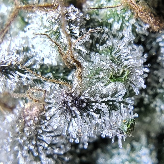 Trichome Microscope