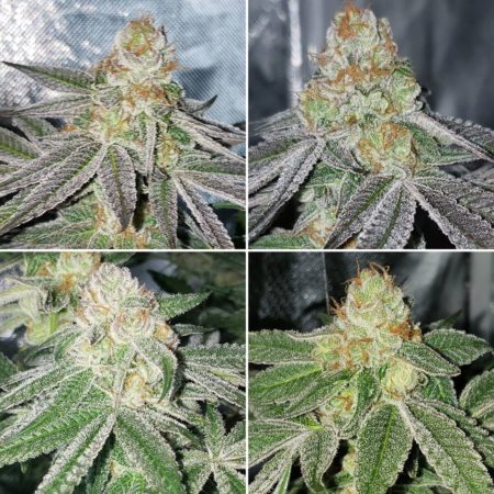 Lec Vs Led Grow Lights Side By Side Cannabis Grow Journal Grow Weed Easy