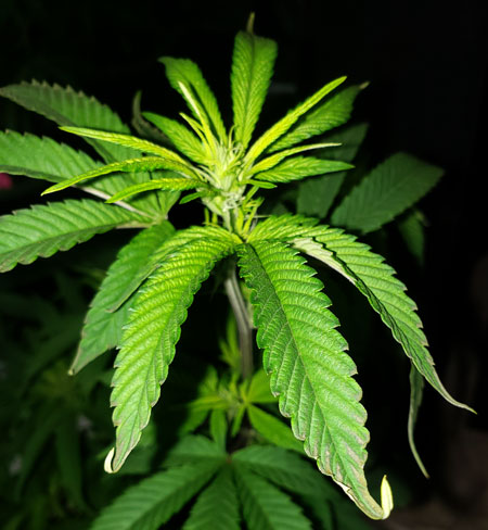 This cannabis plant was exposed to cold night temperatures plus overwatering, causing some light stress. One symptoms is some of the leaves only grew with 4-points.