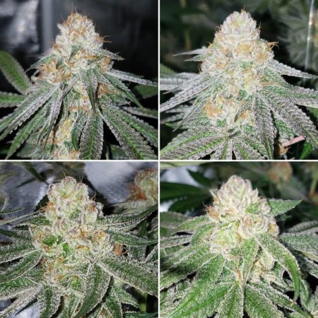 LEDs vs CMH grow lights Grow Journal - Pacific Punch - Top LEDs, Bottom CMH