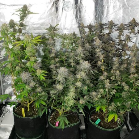 Cannabis grow led