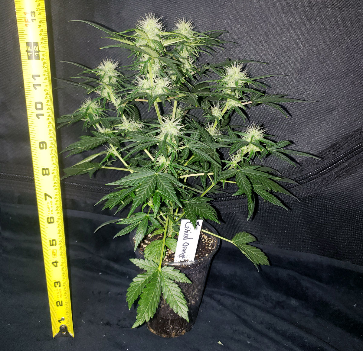 Best way to grow autoflower marijuana plant