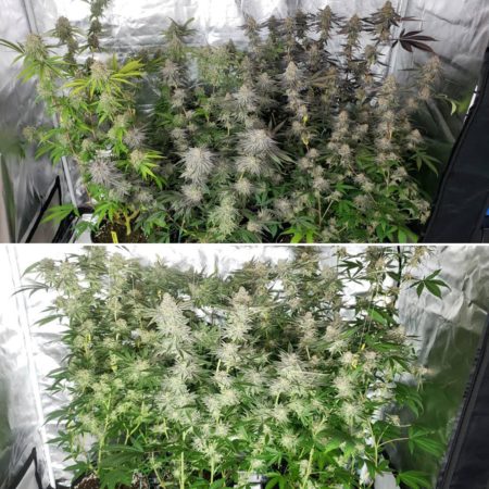 Blæse overvælde kort LEC vs LED Grow Lights: Side-by-Side Cannabis Grow Journal | Grow Weed Easy